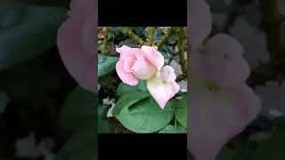 Beautiful flowers