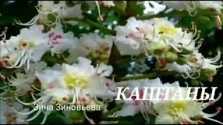 Стихи о жизни КАШТАНЫ