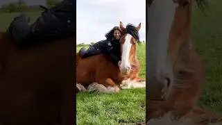 The Clydesdale Horse!!! 🤩