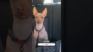 Говорящая собака. #xoloitzcuintli #funny #shorts