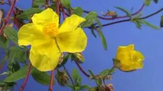 Bach Flower Remedies - Rock Rose