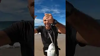 Chasing Massive Tuna With My Car  #fishingaustralia #y62