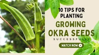 10 Tips for Planting and Growing Okra Seeds Successfully