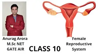 Female Reproductive System