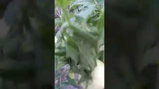 шикарный сорт томатов/запуняка/