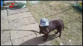 Когда вырастешь поймеш🤣#shorts #животные #приколы #смешныеживотные #лабрадор #шарик