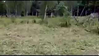 Funny Videos Perfect Camouflage