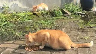 Stray cats are a little scared when they are eating dry food