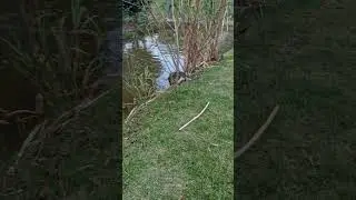 BUSCA PELA BOLA