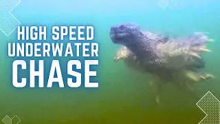 Float Tube Fishing's BIGGEST Snapping Turtle Encounter