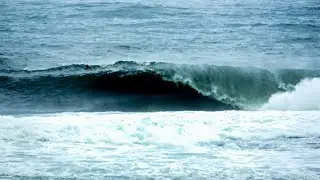 Angry and unruly Shark Island