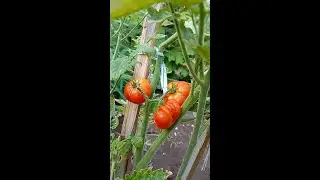 Chapter 1 || Spill tipis-tipis yang ada di kebun miniku