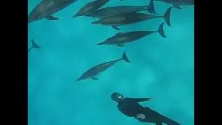 Дельфины фри