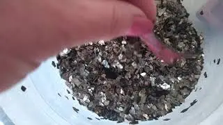 Бегония краснолистная - золотой вермикулит- укоренение на отлично!