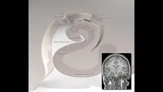 A New Explanation for Consciousness Interview with Andrew Budson, MD.