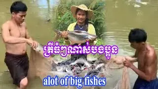 wow! So many big fish 