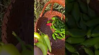 #harvesttime #gardenharvest #gardening #garden #growyourownfood #homesteading #gardeningharvest
