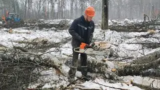 Валка Осины в болота