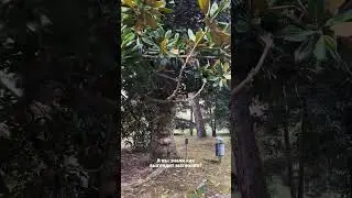 #ботаническийсад #сухум #абхазия