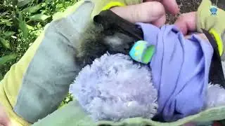 Rescuing a baby flying-fox on the ground under a colony:  this is Poco