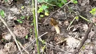 28апр Сморчковые шапки атакуют!