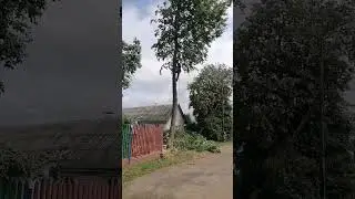 Арбористика! спилили деревья возле проводов!!  