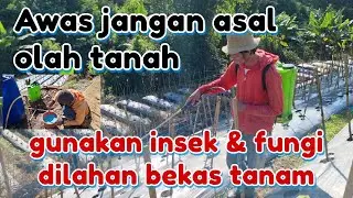 WARNING!! YOU MUST DO THIS ON REUSED LAND, TILL THE SOIL FOR CHILI AND SPRAY INSECTICIDE AND FUNG...