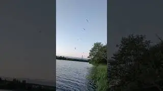 ЧАЙКИ АТАКУЮТ#shorts