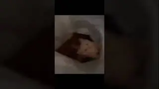 Котик и еда #вискас#кот#cat#еда#приколы#мемы#мем#вкусно#милота#cute#video#shorts#meme#mem#youtube