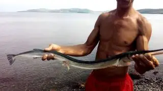 САРГАН ДАЛЬНЕВОСТОЧНЫЙ (Strongylura anastomella).