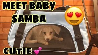 I FINALLY GOT MY PUPPY | SAY HI TO SAMBA