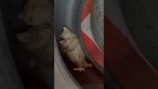 😂This cat really loves catnip 
