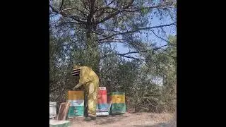 Τρυγος θυμάρι