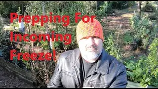 Prepping For First Freeze, I Hate It! Week 43