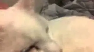 Petting the King