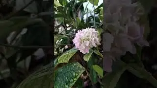 khu vườn nhỏ trên sân thượng của tớ