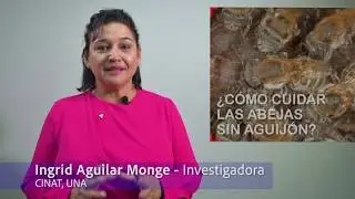 ¿Cómo Cuidar las Abejas Sin Aguijón? _ CINAT