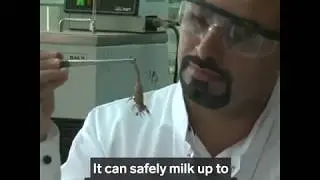 MOST DANGEROUS SCORPION ON EARTH THE DEATH STALKKER