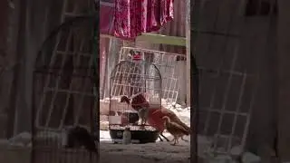 Bikin Perangkap Burung
