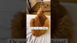 Why I love being a house cat 