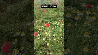 #Sofya