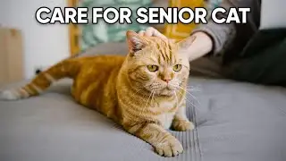 How To Keep Your Senior Cat Happy & Healthy