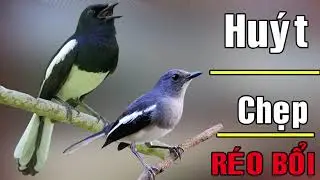 🔴 Tiếng Chim Chòe Than Mái HUÝT-CHẸP-RÍT kèm TRỐNG THÚC kích bổi / chòe than mái, tiếng than mái hót