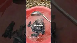 Почему китайские фермеры кормят птицу костром? 