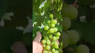 Виноград в Подмосковье