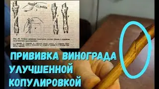 Прививка винограда улучшенной копулировкой.
