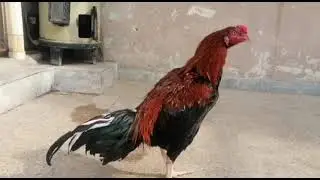 Lakha Aseel Murgh For Sale