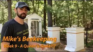 Week 9 - A Queen Is Gone?!?