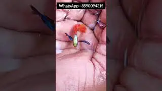 Offer alert 🚨 Platinum red Dumbo ear Guppy for sale #guppyvalarthalmalayalam #shorts