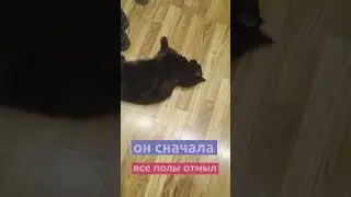 кошка пылесос и ваши полы будут блестеть как Котовы 🥚🥚 #юмор #кошка